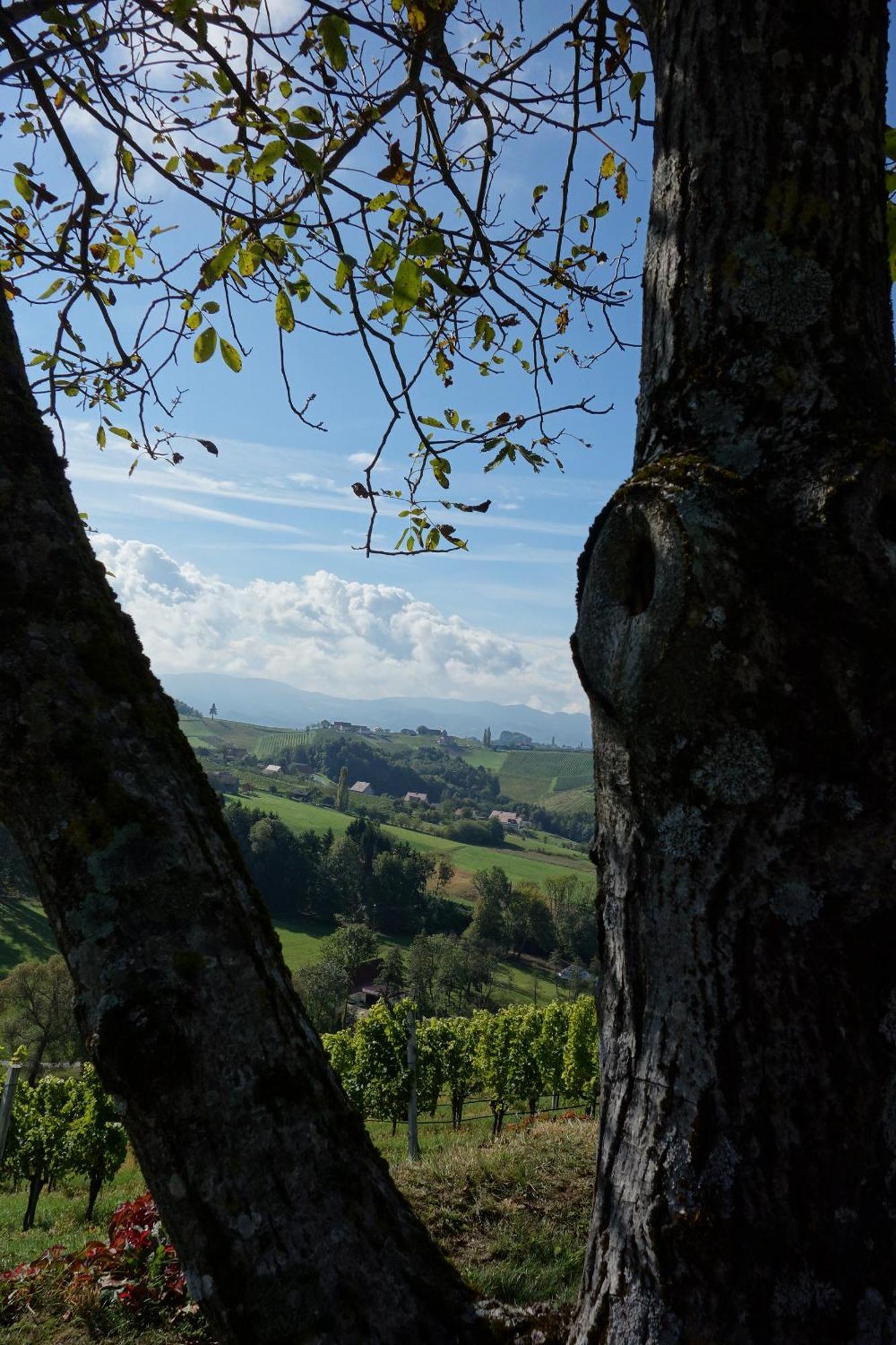 Das Weinberghaus Ratsch an der Weinstraße Exterior photo